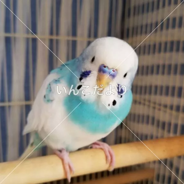 コメントの画像