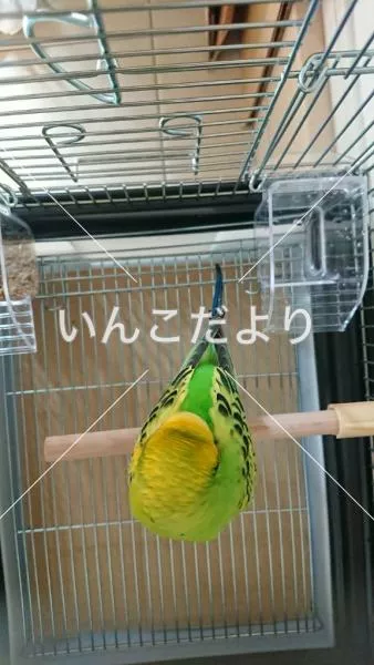 コメントの画像