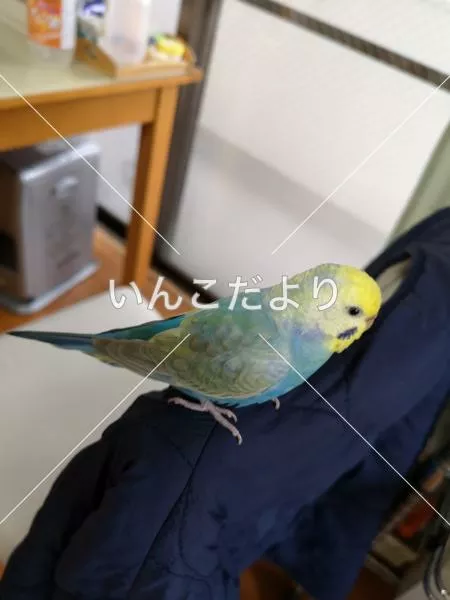 コメントの画像