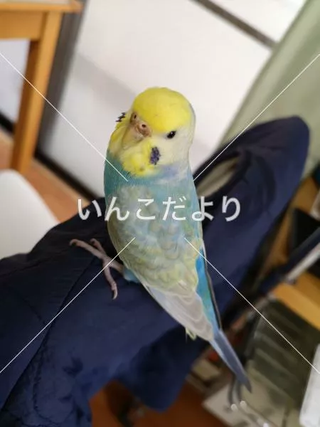 コメントの画像