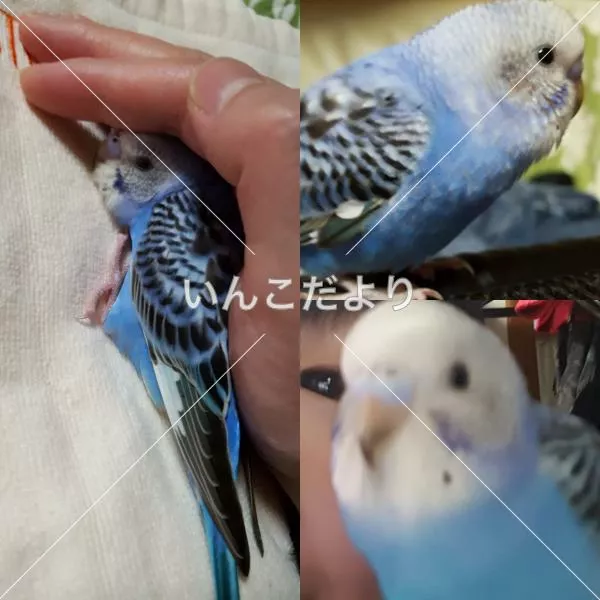 コメントの画像