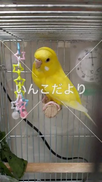 コメントの画像