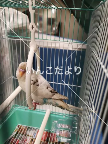 コメントの画像