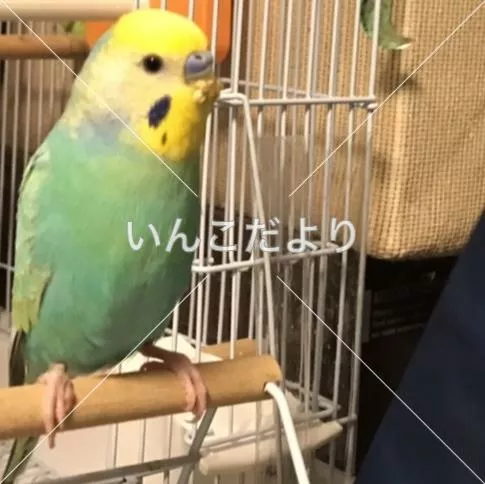 コメントの画像