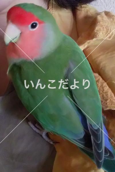 コメントの画像