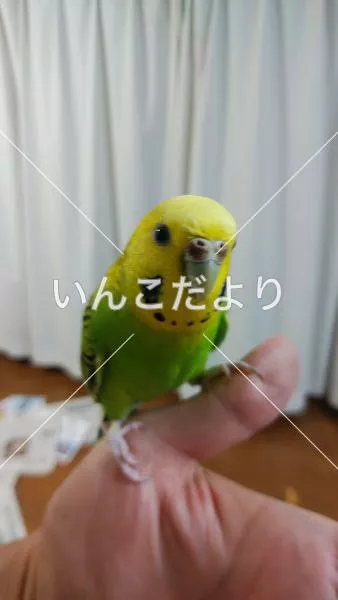 コメントの画像