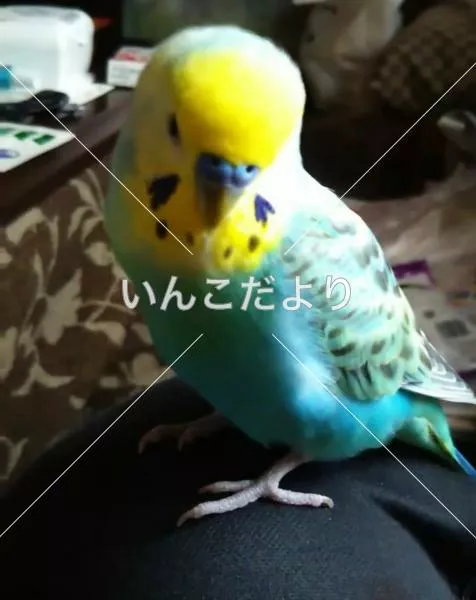 コメントの画像