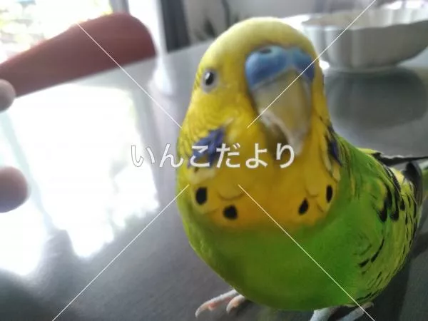 コメントの画像