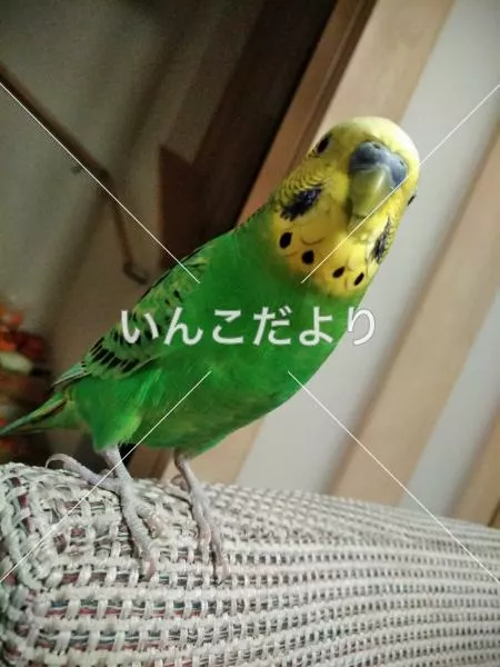 コメントの画像