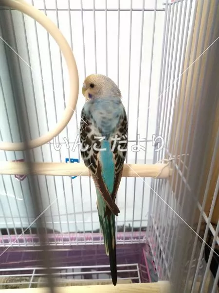 コメントの画像