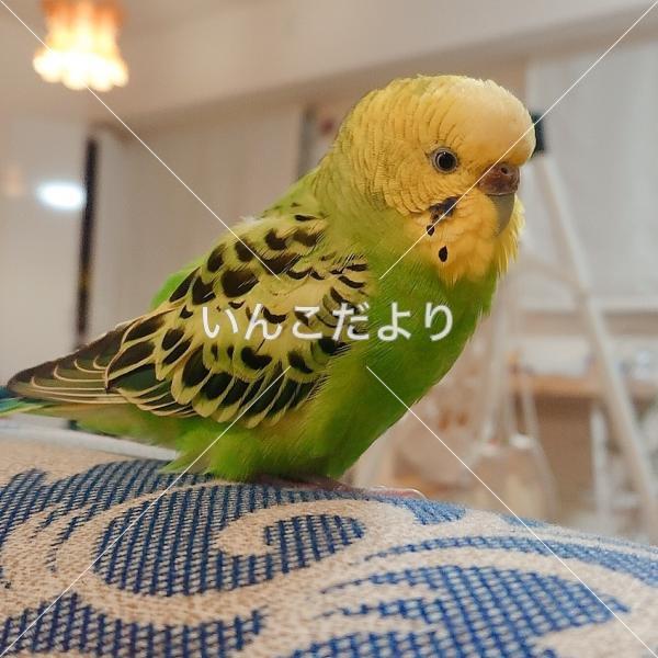 コメントの画像