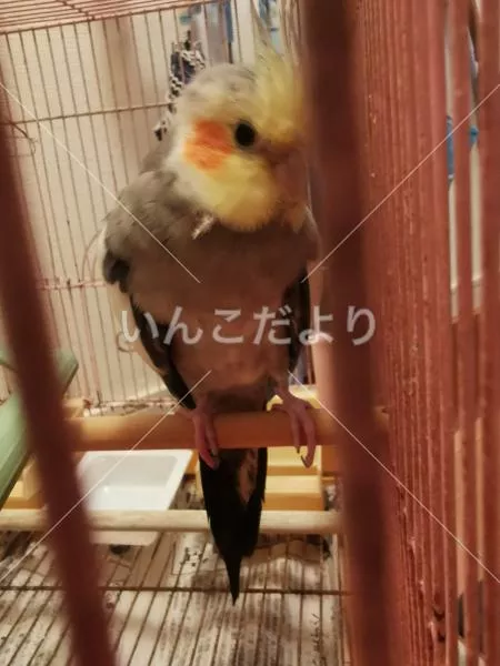 コメントの画像