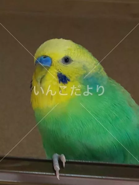 コメントの画像