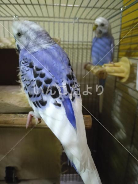 コメントの画像