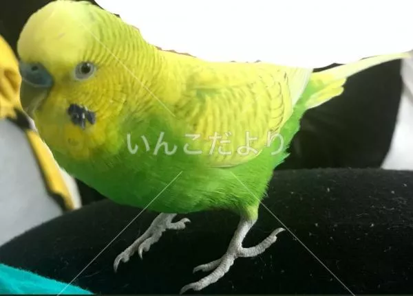 コメントの画像