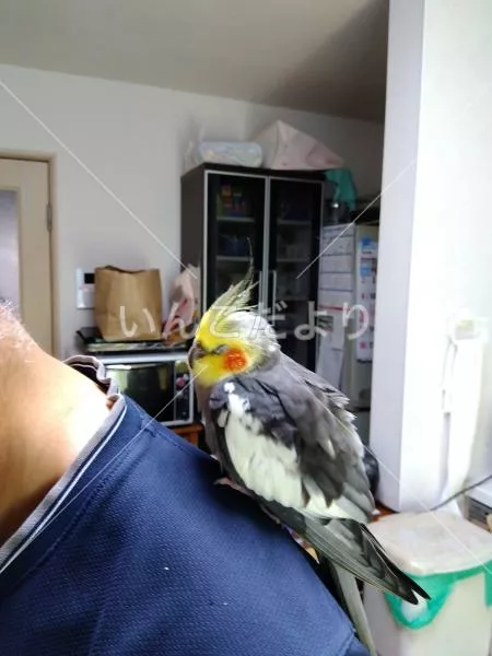 コメントの画像