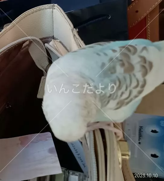 コメントの画像