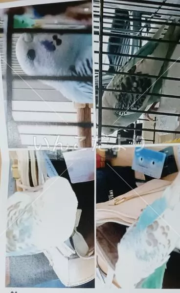 コメントの画像