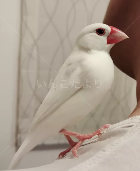 コメントの画像