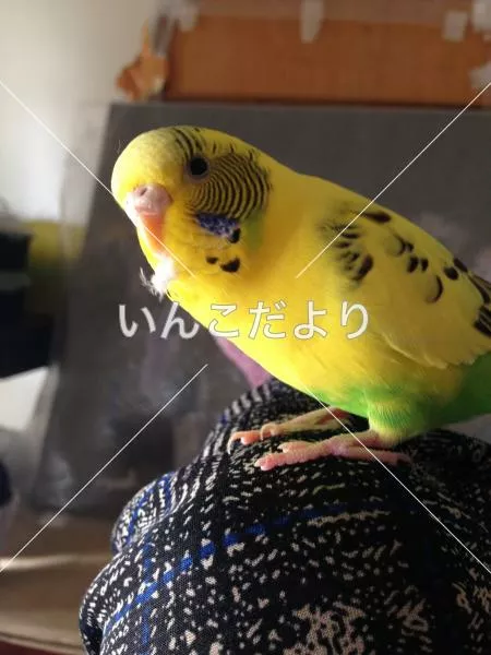 コメントの画像