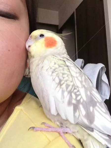 コメントの画像