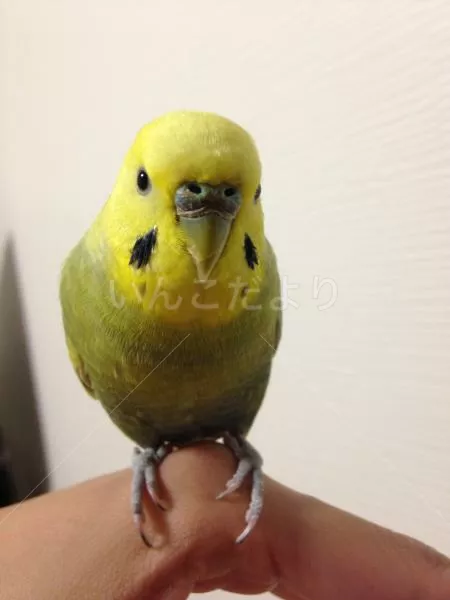 コメントの画像