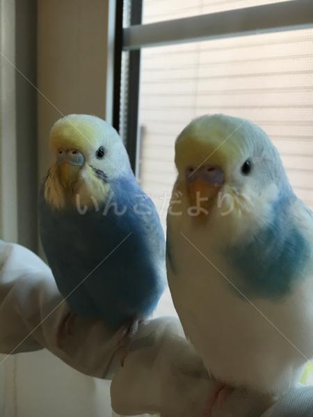 コメントの画像