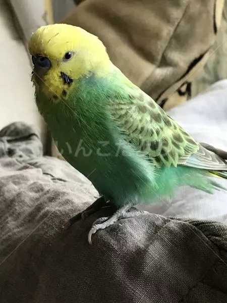 コメントの画像