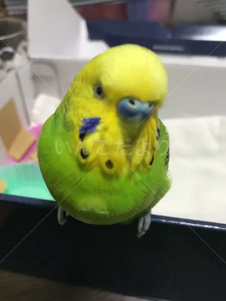 コメントの画像