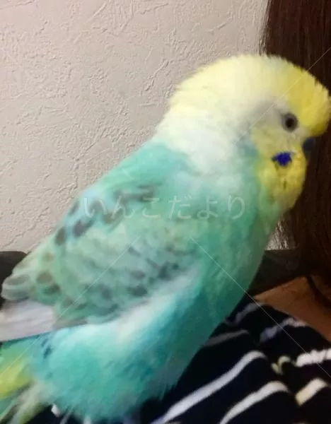 コメントの画像