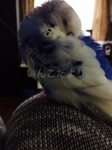 コメントの画像