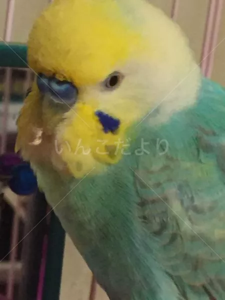 コメントの画像