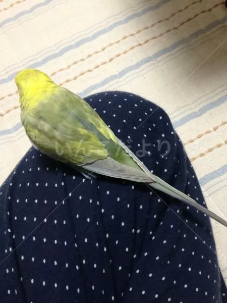 コメントの画像