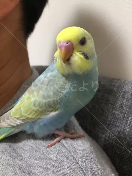 コメントの画像