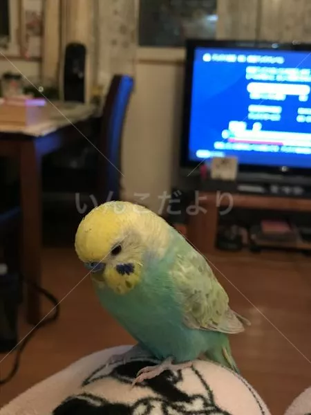 コメントの画像