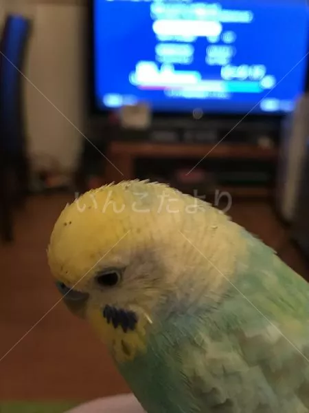 コメントの画像