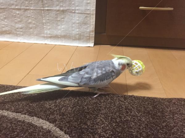 コメントの画像