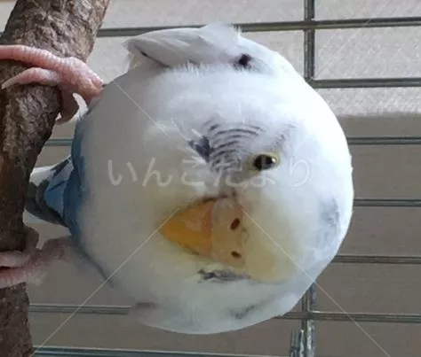 コメントの画像