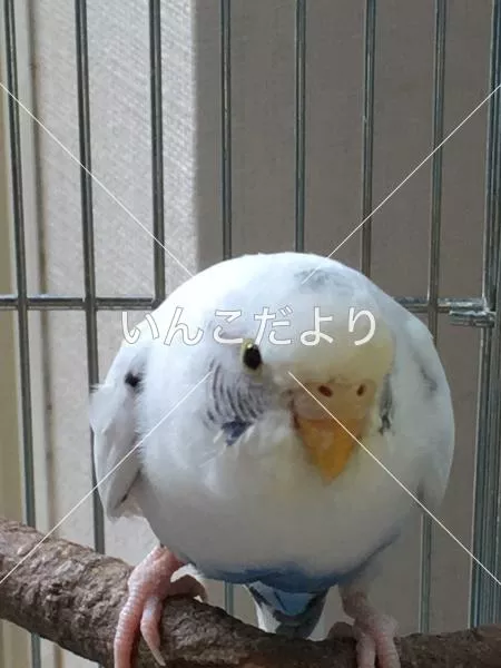 コメントの画像