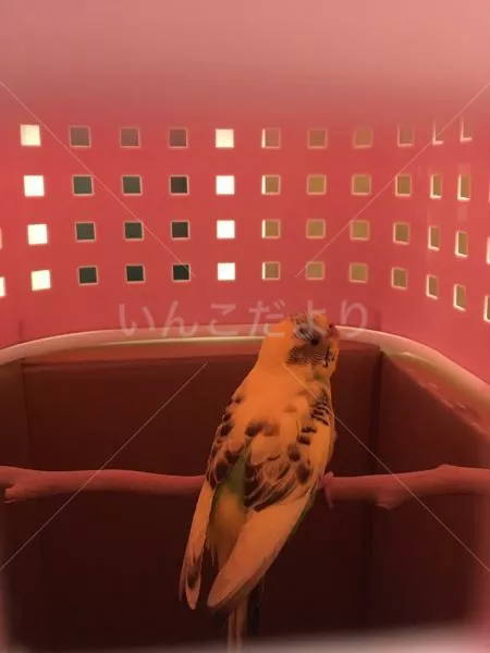 コメントの画像