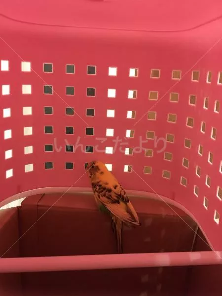 コメントの画像