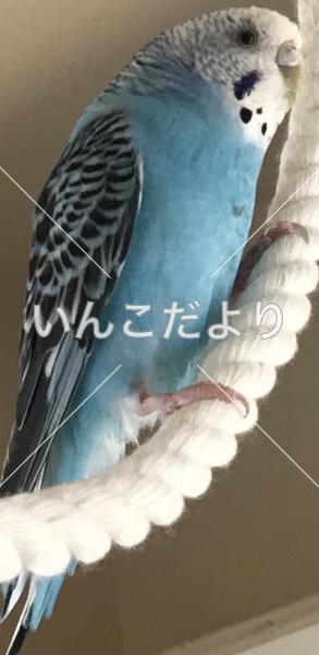 コメントの画像