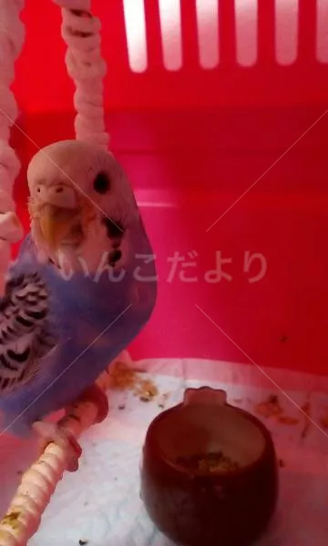 コメントの画像