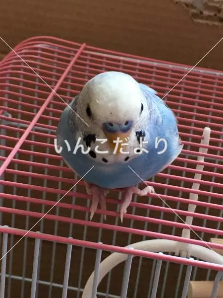 コメントの画像