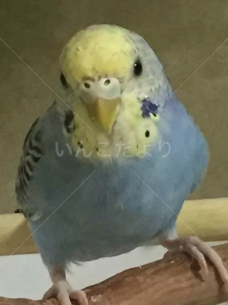 コメントの画像