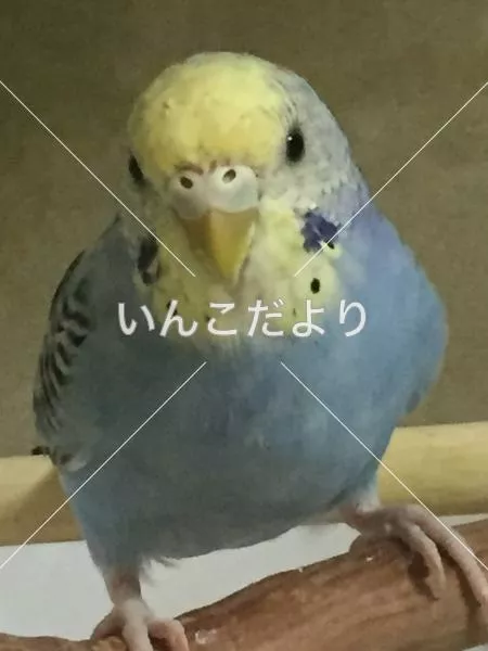 コメントの画像