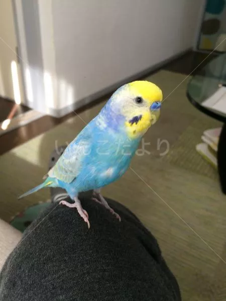 コメントの画像