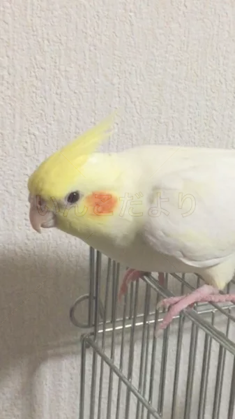 コメントの画像