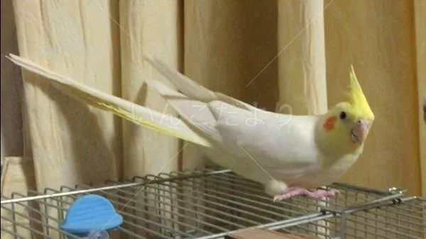 コメントの画像