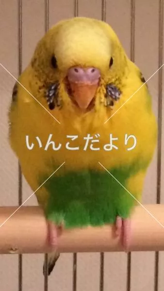 コメントの画像